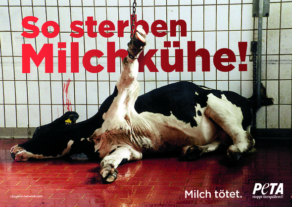 Mit diesem Bullen wollte PeTA auf Milckkühe aufmersammachen Foto: PeTA Deutschland - peta.de