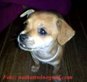 Dieser Hund soll in PeTA Augen Krank und nicht Lebensfähig gewesen sein.