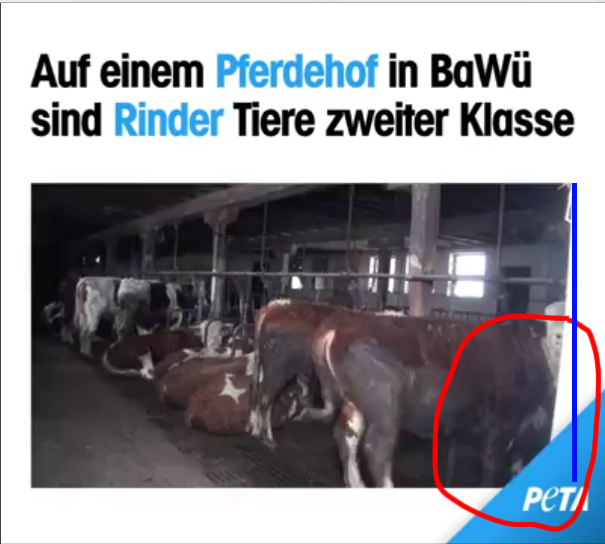 PeTA quält vorsätzlich Kühe, für Videoaufnahmen https://www.gerati.de/2016/01/28/peta-quaelt-vorsaetzlich-kuehe-fuer-videoaufnahmen/