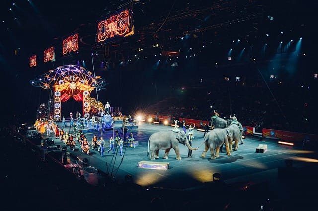 PeTA´s Erpressungsversuch ging nach Hinten los - Wildtierverbot vom Tisch
