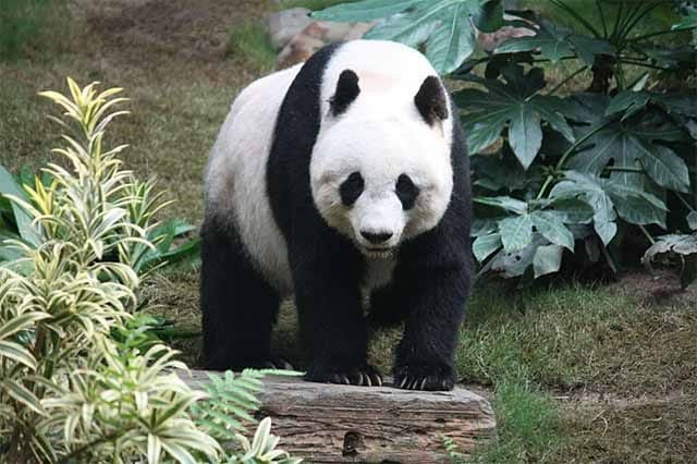 Große Pandas immer noch gefährdet / Foto: Wikipedia - J. Patrick Fischer