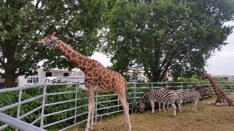 Bildquelle: http://www.circus-voyage.de/tierhaltung.html