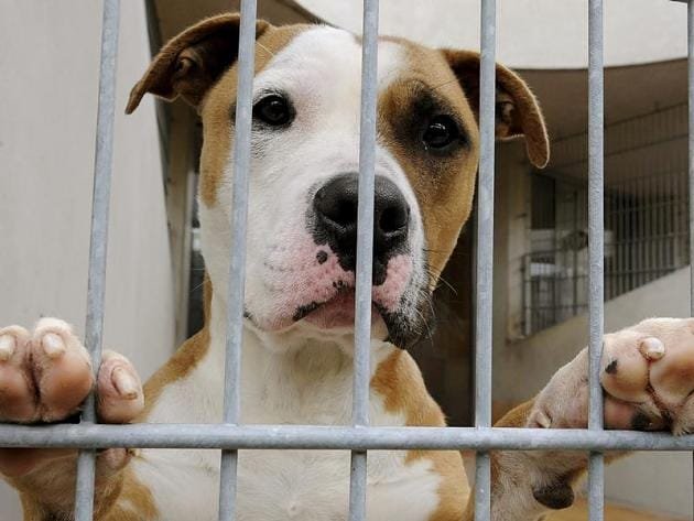 Bildquelle: http://www.focus.de/panorama/welt/tiere-hund-schiesst-mann-in-den-po_aid_529850.html