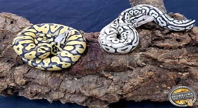 Foto: Carsten Voigt, Inhaber Browntown Ballpython